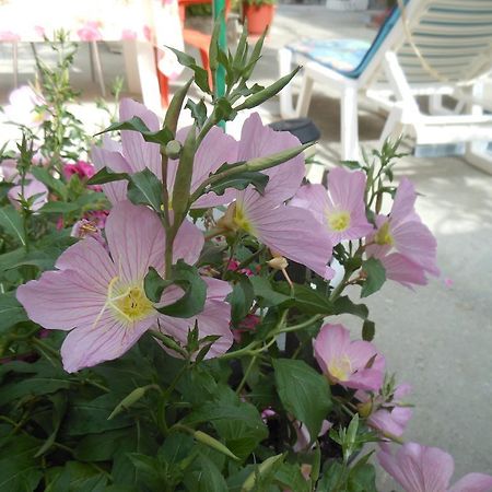 Pansion Giorgos & Rania Apartment Skiathos Room photo